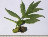 Paeonia подвид veitchii