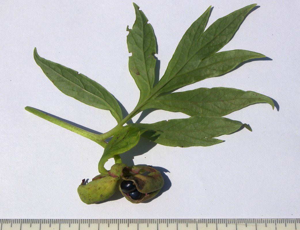 Image of Paeonia anomala ssp. veitchii specimen.