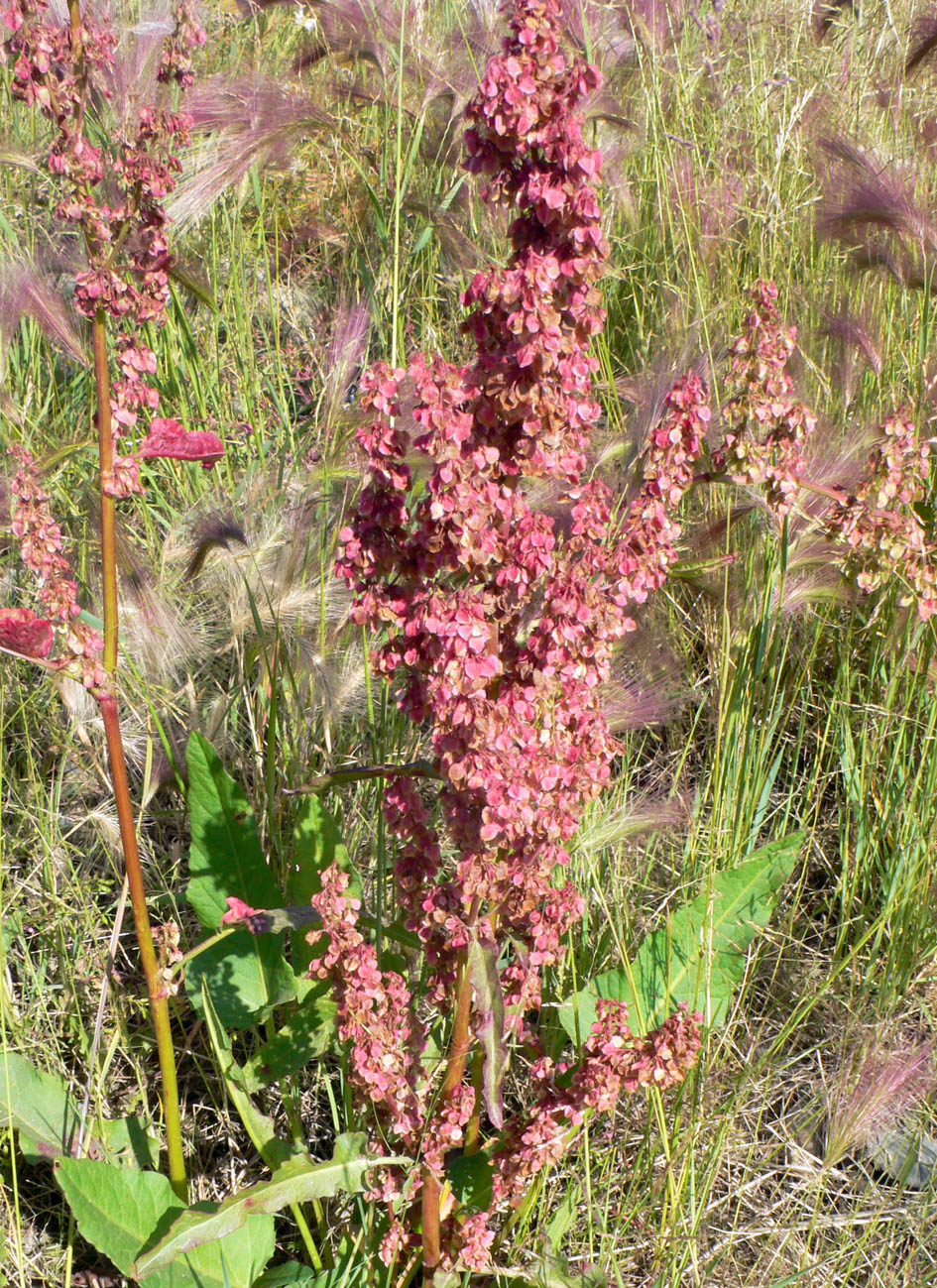 Image of genus Rumex specimen.