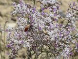 Limonium ferganense