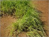 Carex aquatilis. Вегетирующие растения на урезе воды. Удмуртия, Завьяловский р-н, окр. д. Поварёнки, правый берег р. Кама. 12 июня 2010 г.