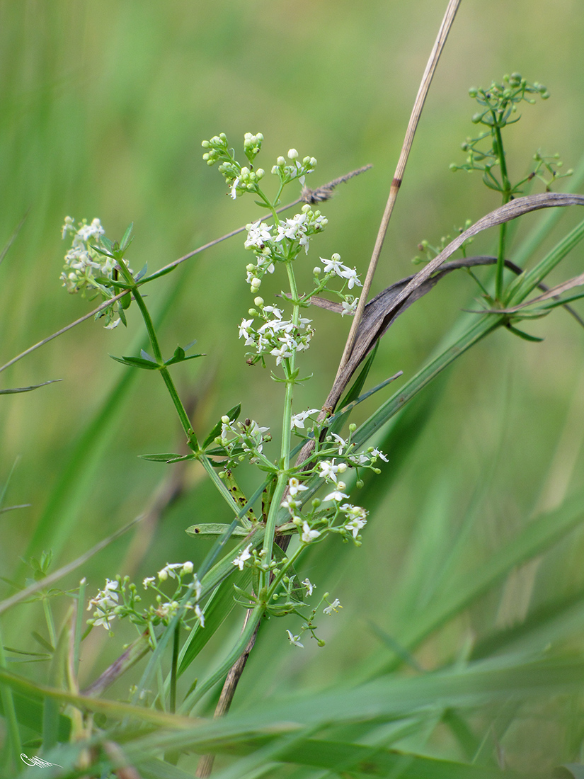 Image of Galium album specimen.