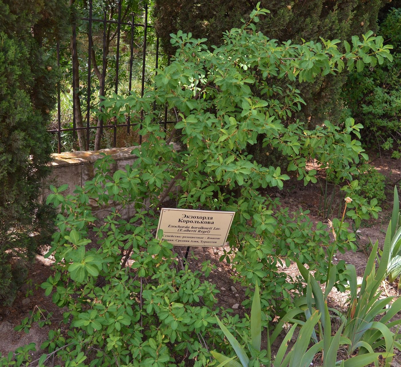 Изображение особи Exochorda korolkowii.