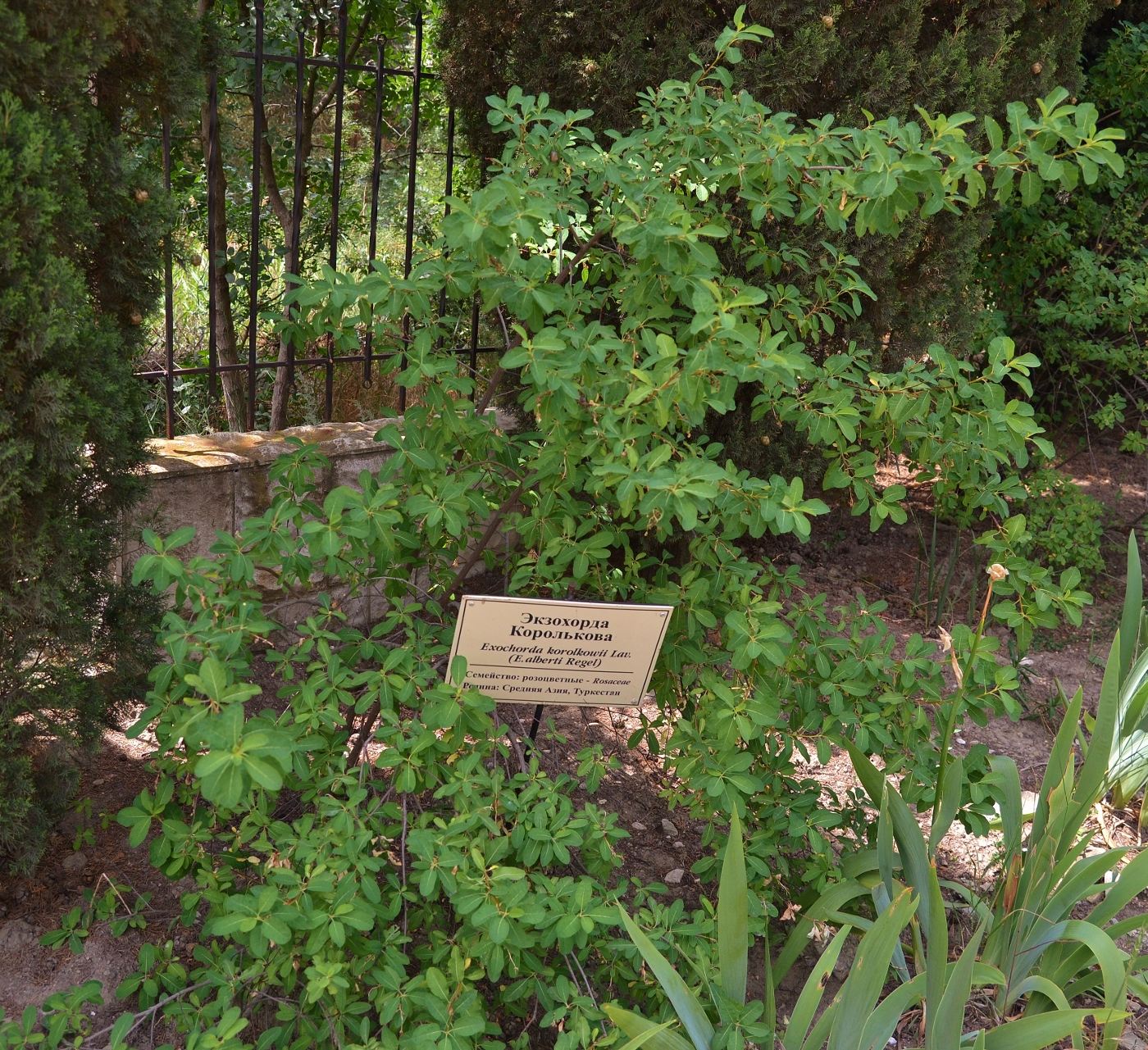 Image of Exochorda korolkowii specimen.