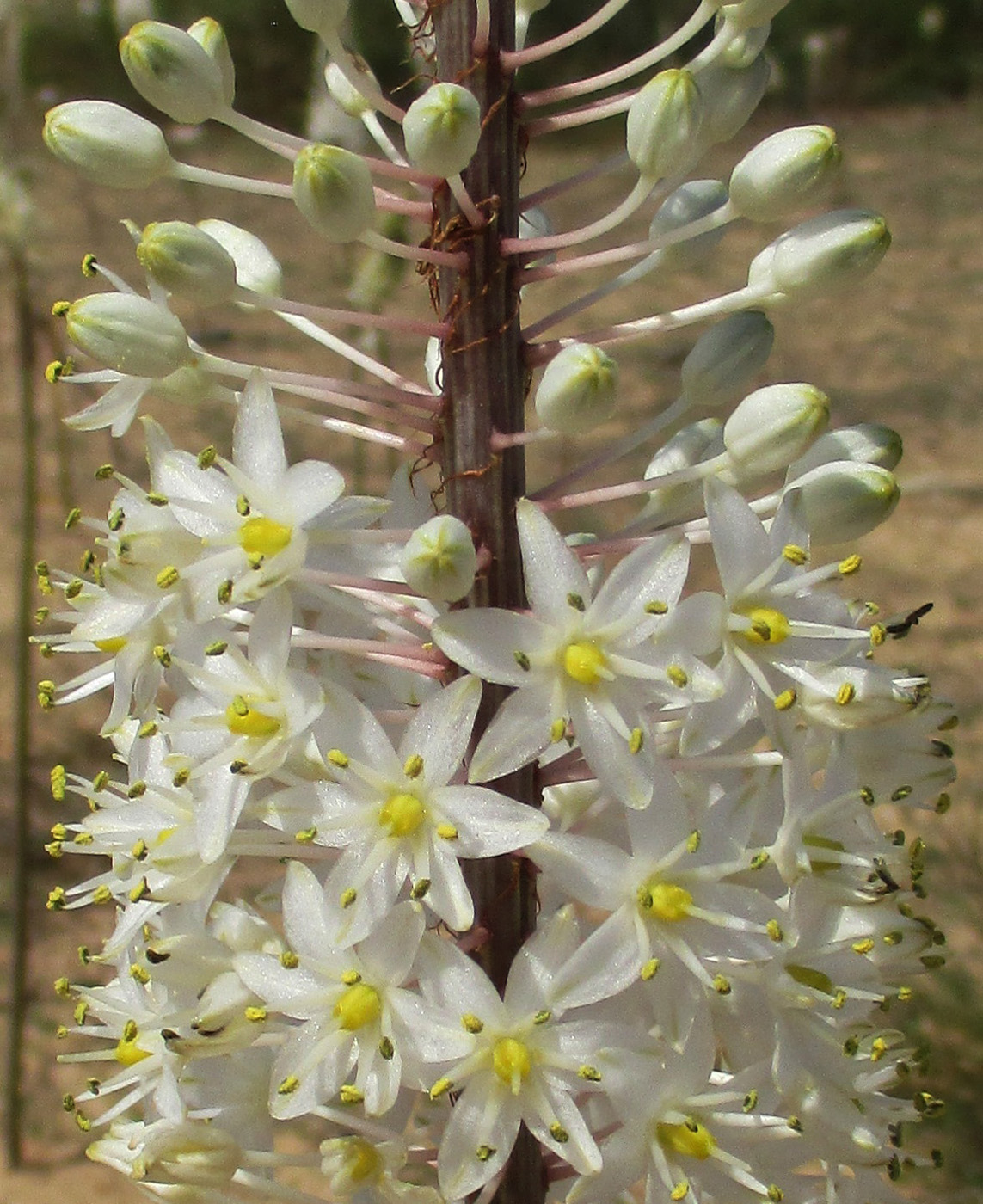 Изображение особи Drimia maritima.