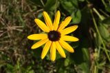 Rudbeckia fulgida. Соцветие. Краснодарский край, г. Сочи, Адлерский р-н, Навалишинское ущелье, обочина горной дороги. 16.08.2018.