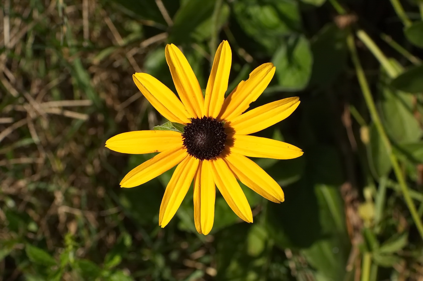 Image of Rudbeckia fulgida specimen.