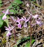 Orchis troodi