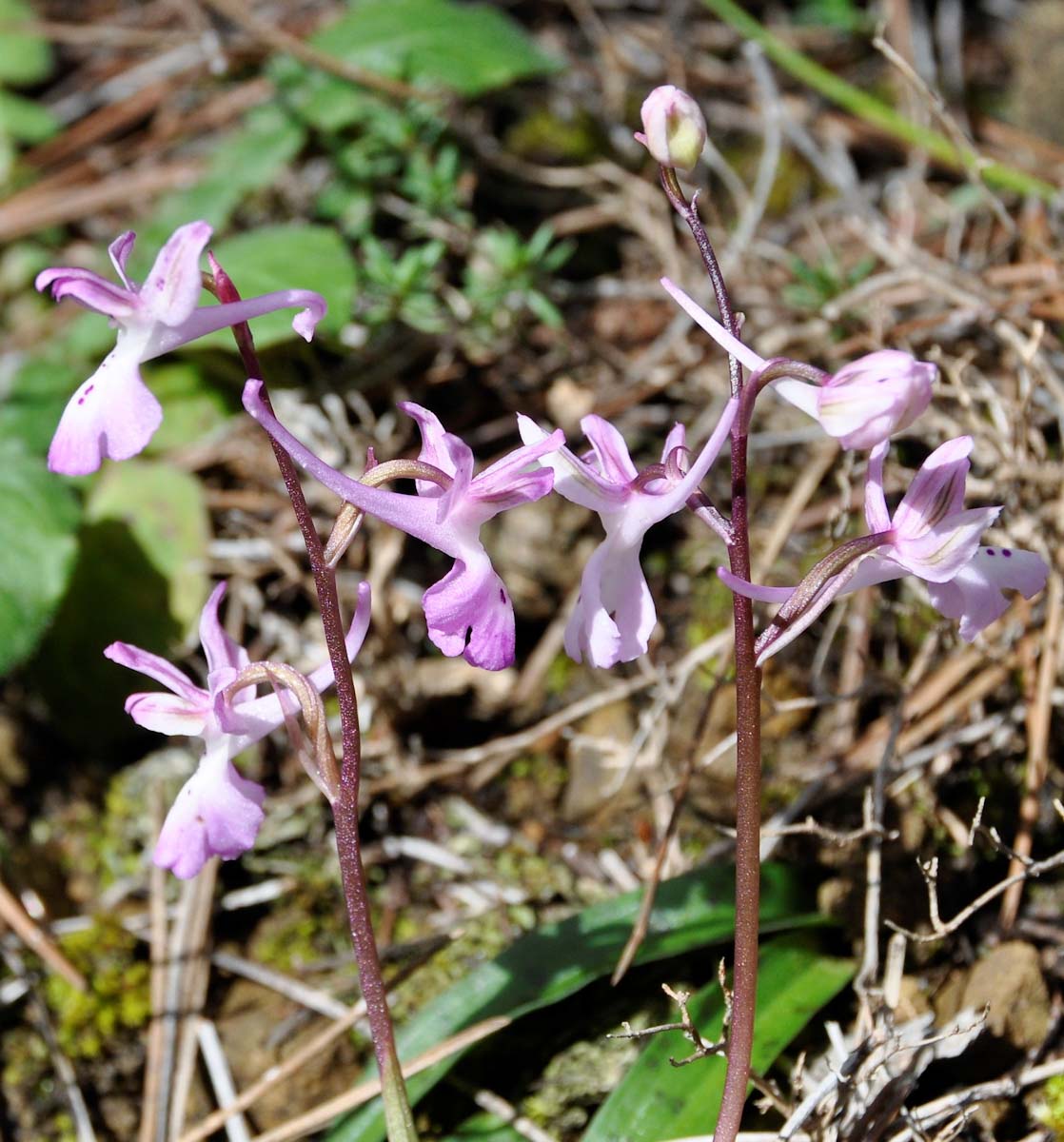 Изображение особи Orchis troodi.