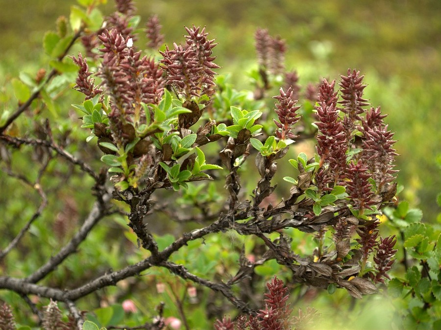 Image of Salix myrsinites specimen.