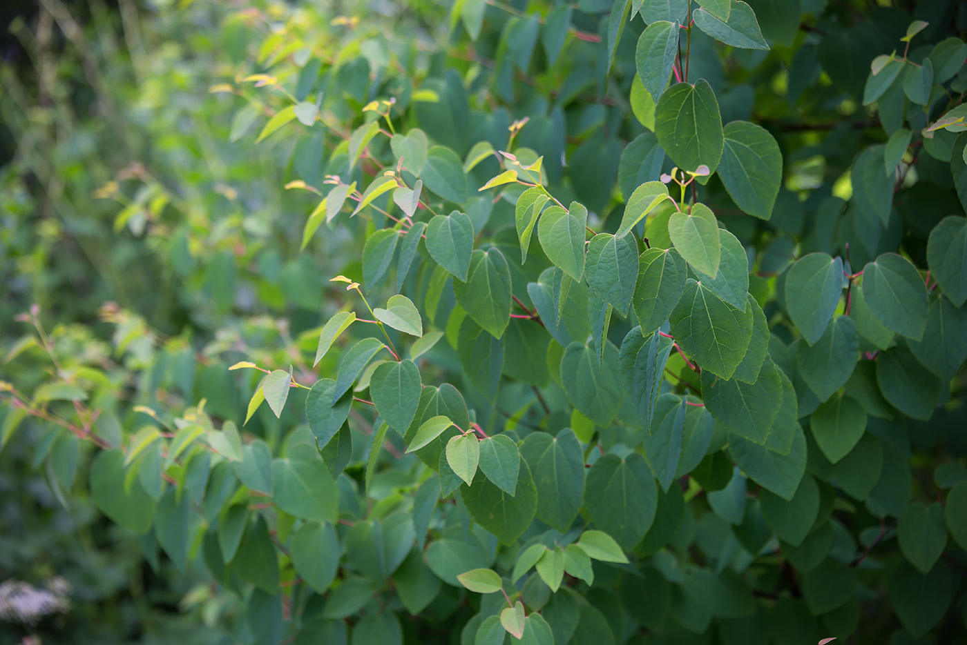 Image of Cercidiphyllum japonicum specimen.