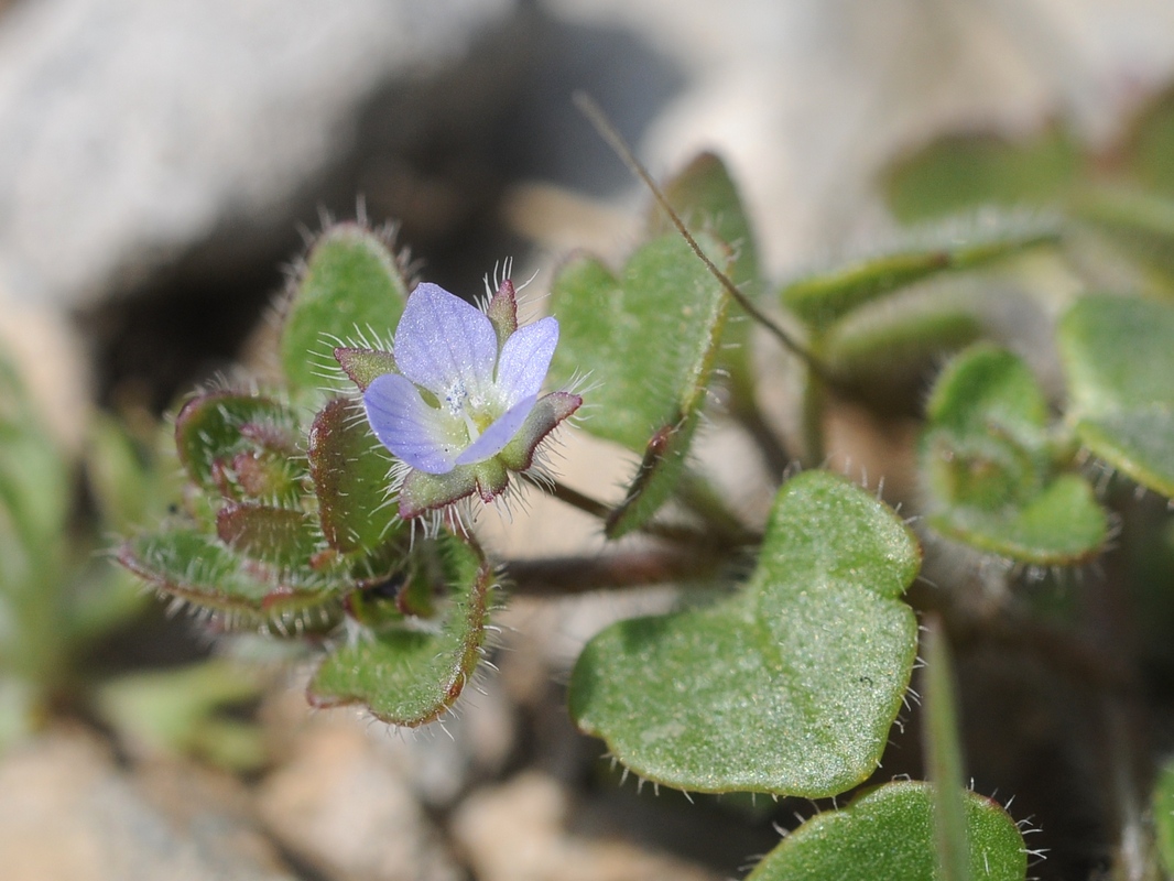 Изображение особи Veronica hederifolia.