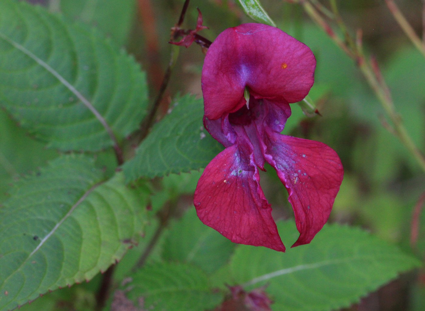 Image of Impatiens glandulifera specimen.