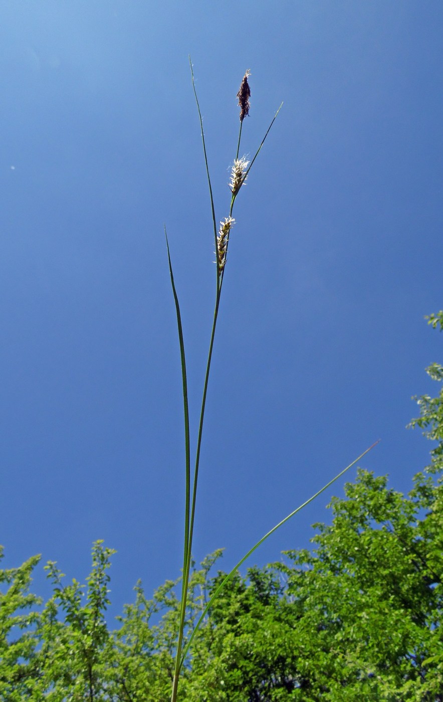 Image of Carex melanostachya specimen.