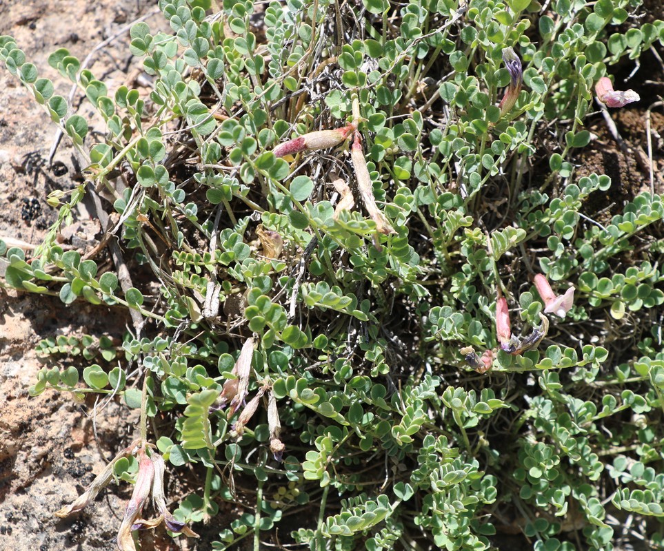 Изображение особи Astragalus montis-aquilis.