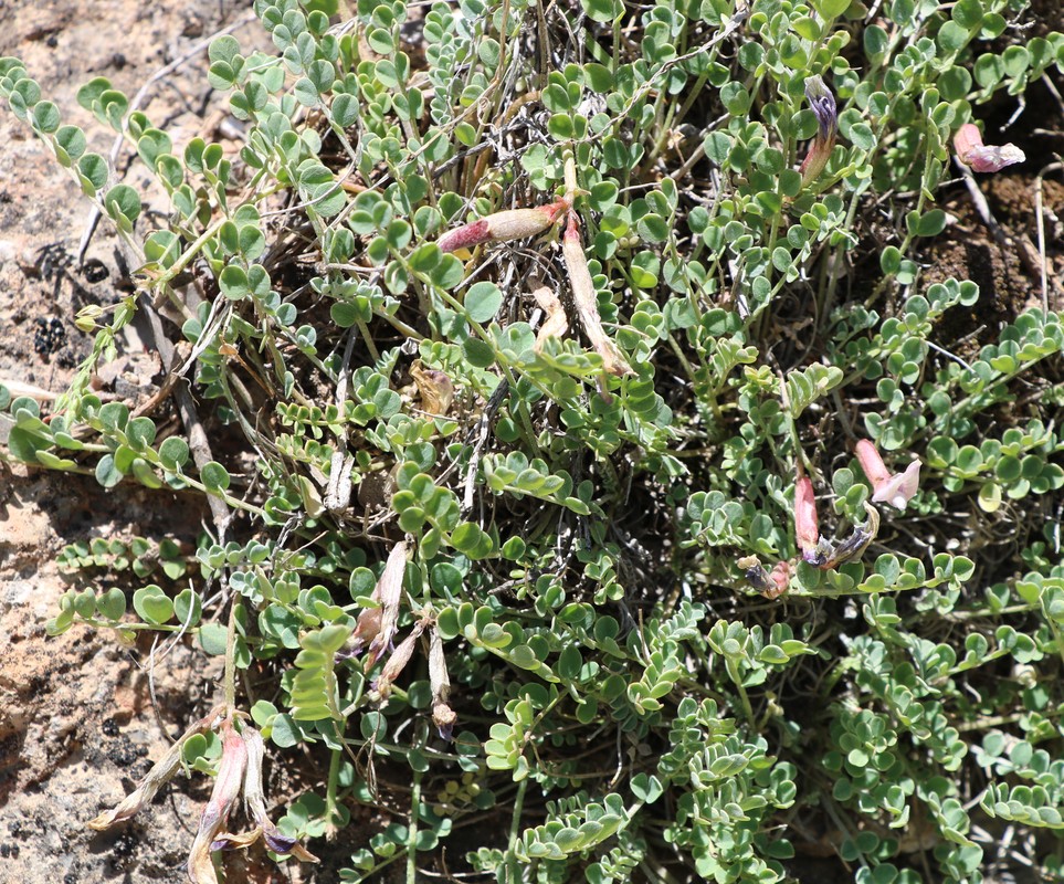 Image of Astragalus montis-aquilis specimen.