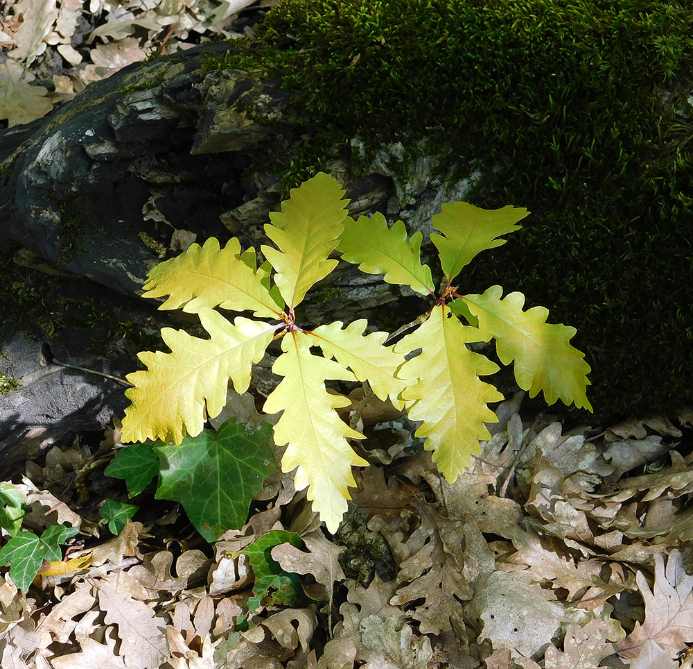 Изображение особи Quercus petraea.