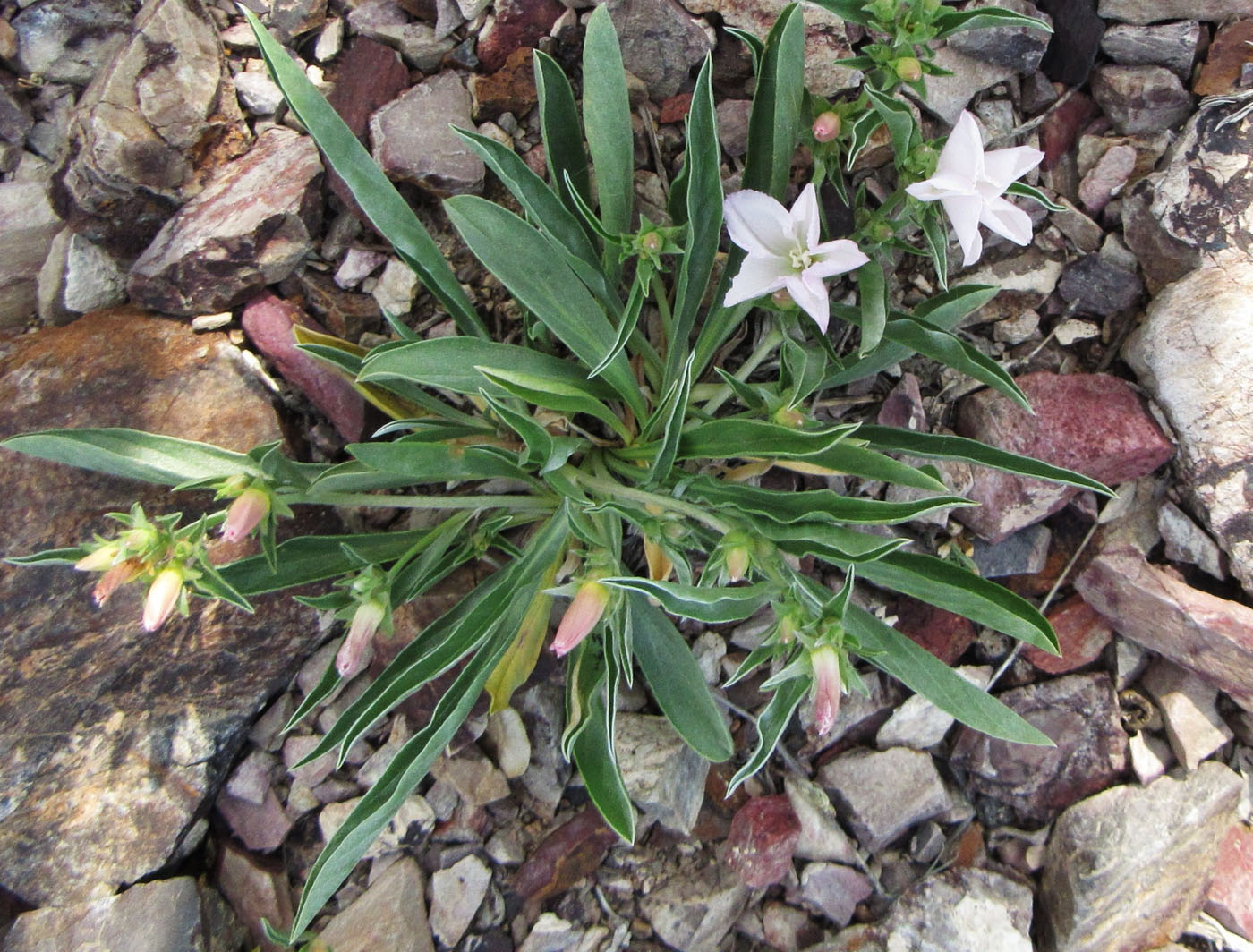 Изображение особи Convolvulus lineatus.