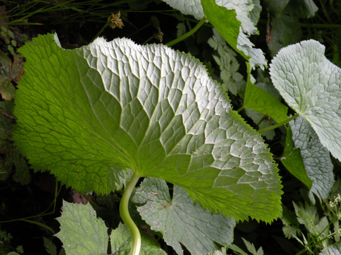 Image of Caltha palustris specimen.