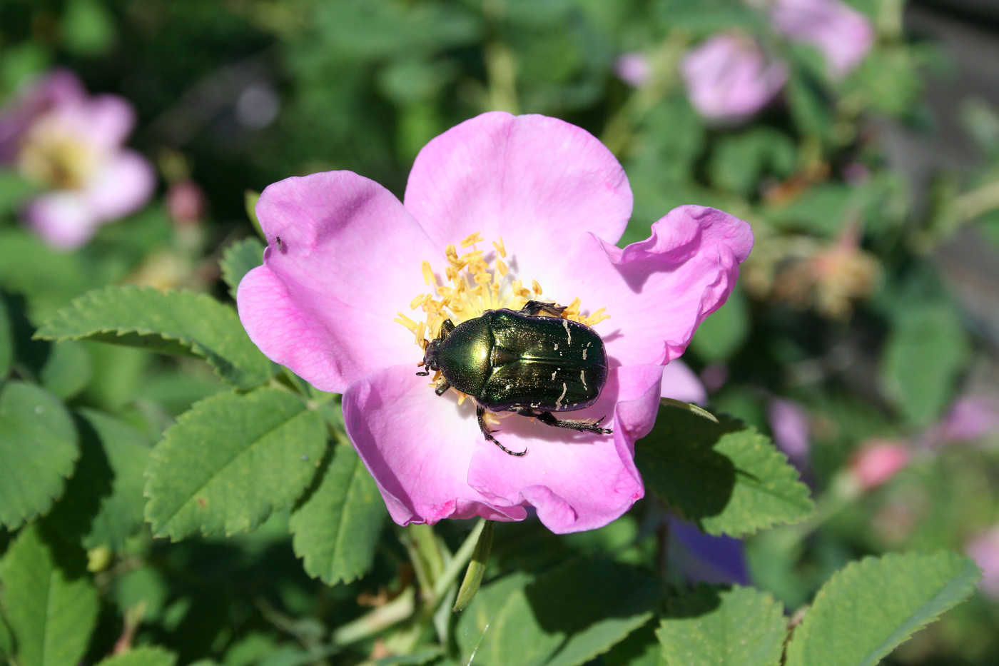 Изображение особи Rosa acicularis.