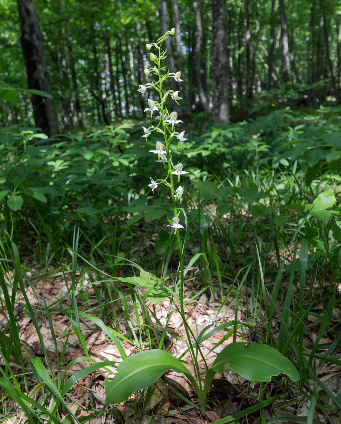 Image of Platanthera chlorantha specimen.