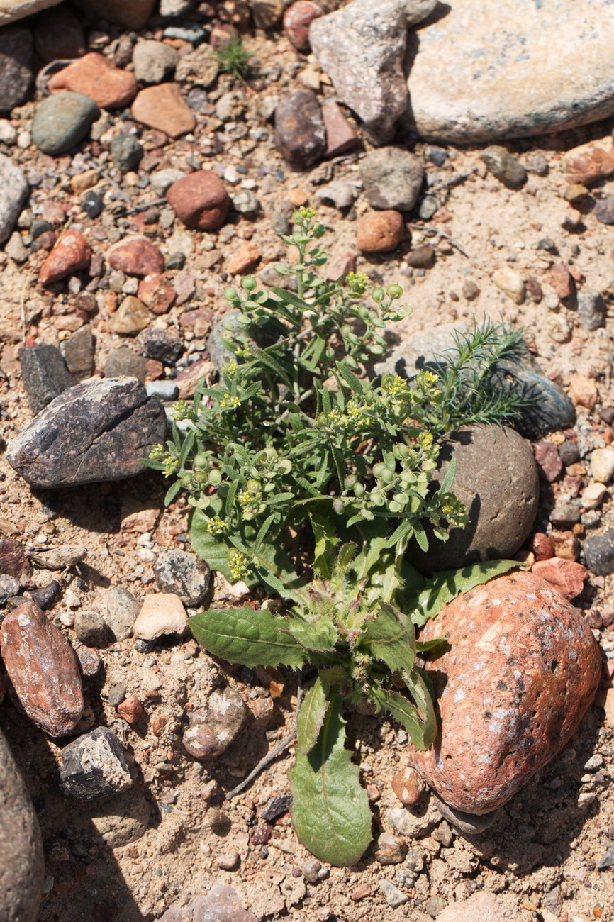 Изображение особи Alyssum turkestanicum var. desertorum.