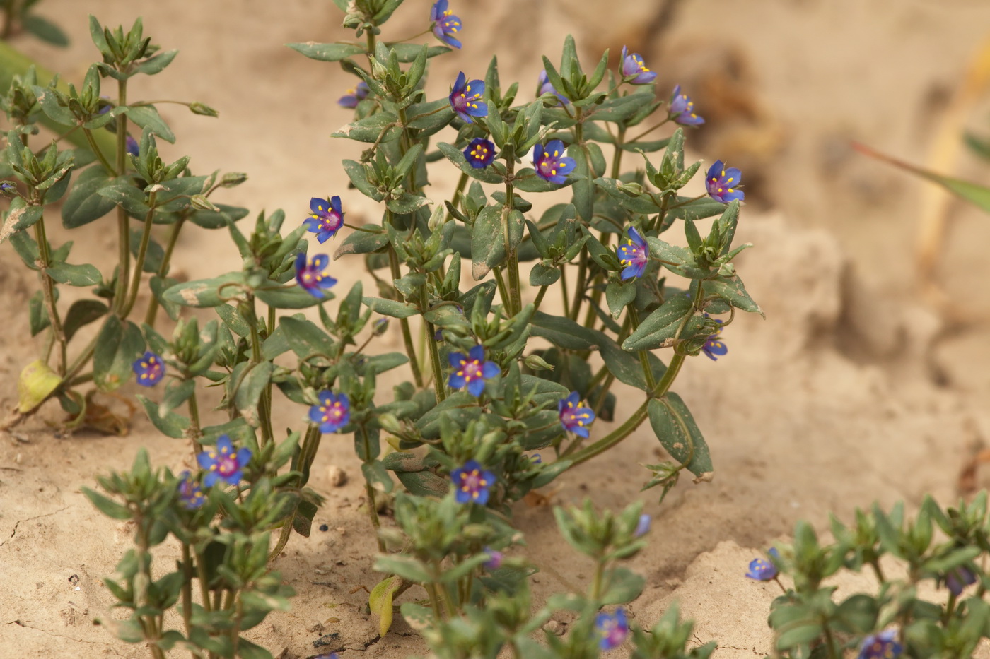 Image of genus Anagallis specimen.