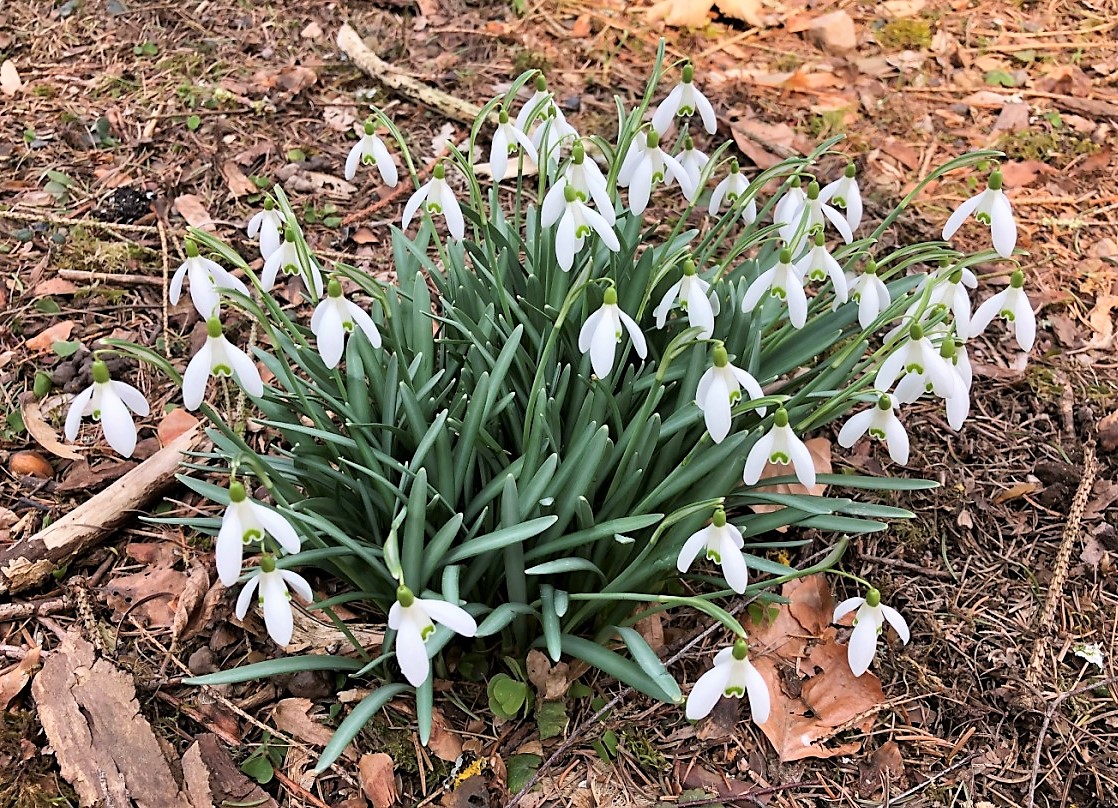 Image of Galanthus nivalis specimen.