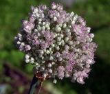 Allium sativum. Соцветие с бутонами и раскрывшимися цветками. Московская обл., Раменский р-н, окр. дер. Хрипань, садовый участок. 04.08.2019.