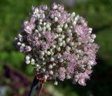 Allium sativum