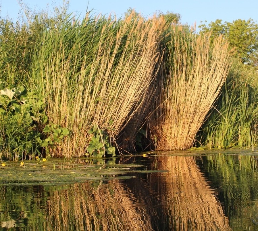 Image of Phragmites altissimus specimen.