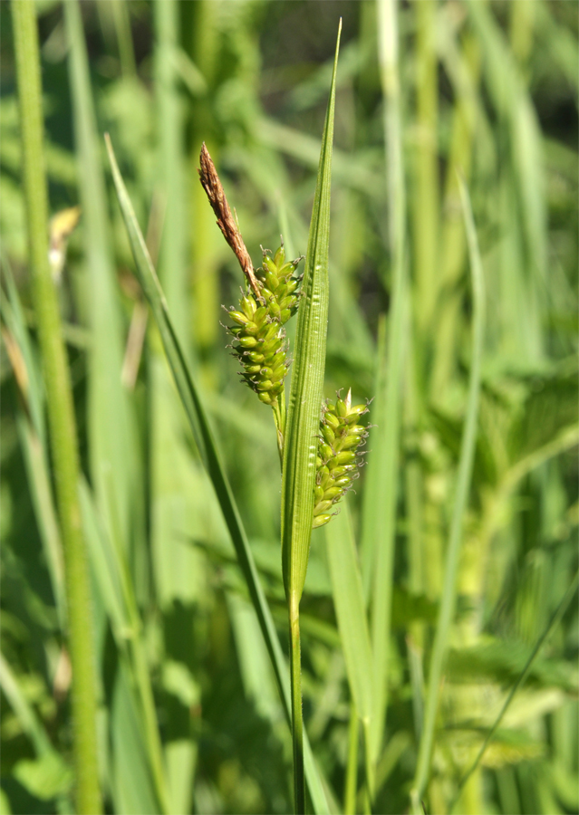 Изображение особи Carex pallescens.