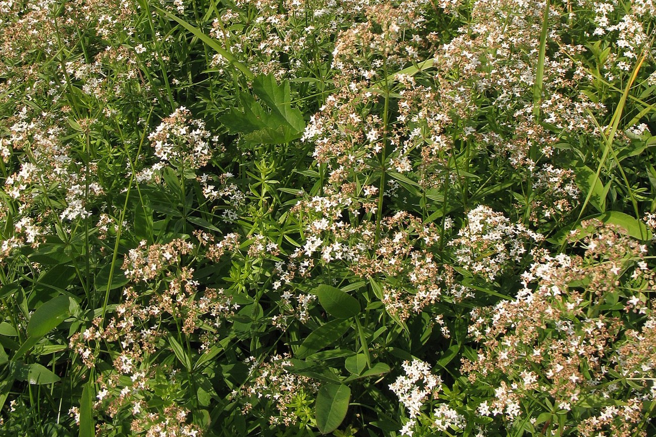 Image of Galium boreale specimen.