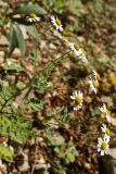 Pyrethrum parthenifolium