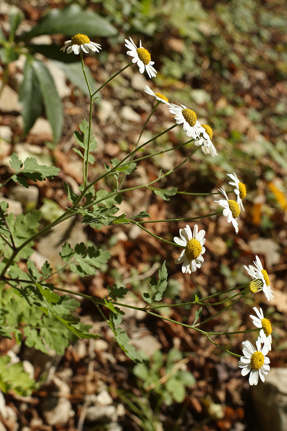 Изображение особи Pyrethrum parthenifolium.