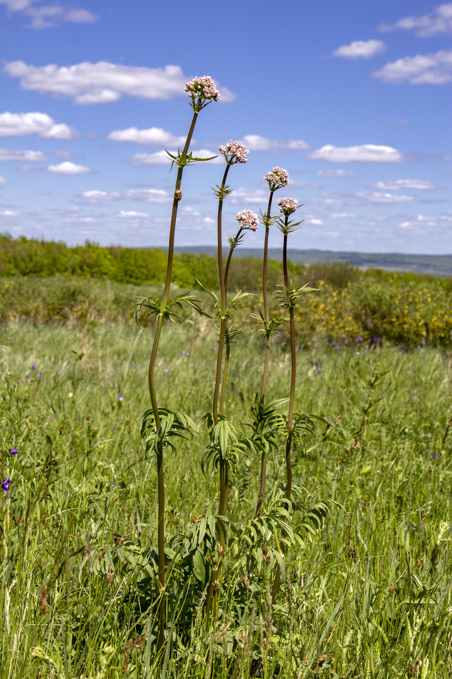 Изображение особи Valeriana rossica.