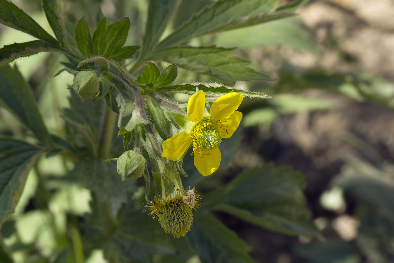 Image of Geum aleppicum specimen.