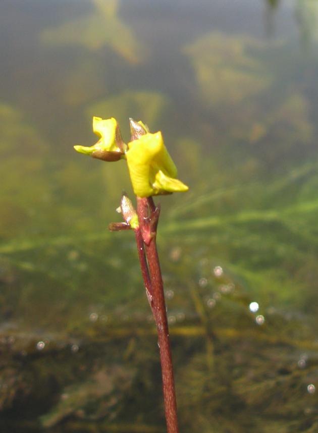 Image of Utricularia vulgaris specimen.