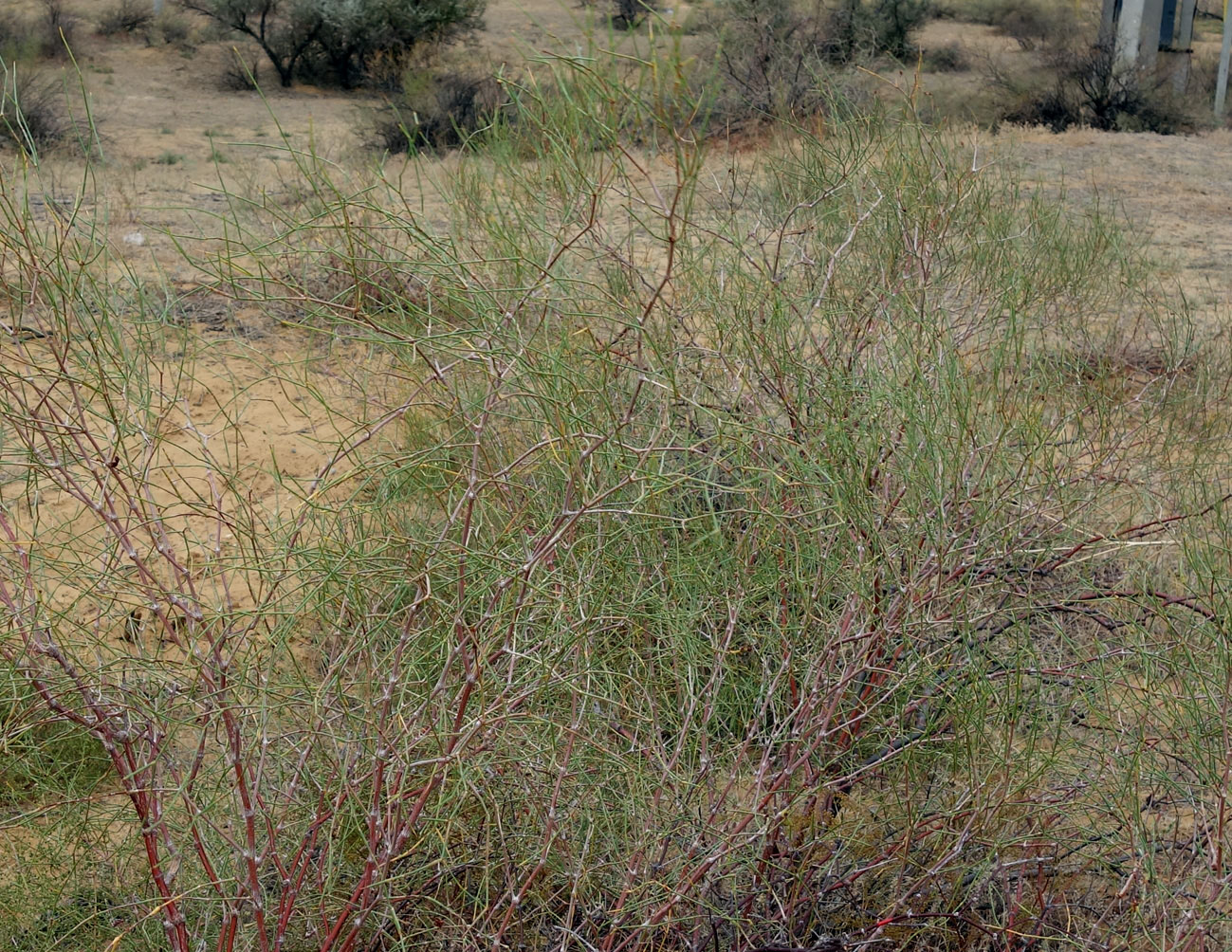 Image of genus Calligonum specimen.