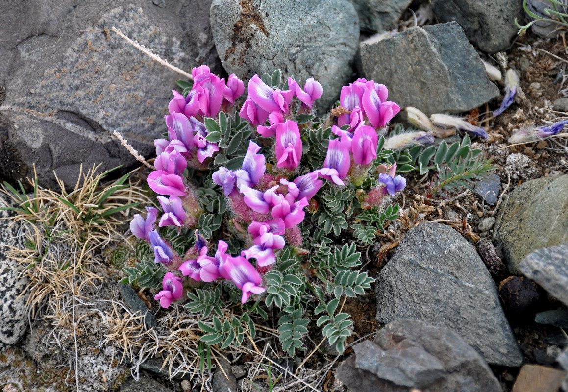 Изображение особи Oxytropis intermedia.