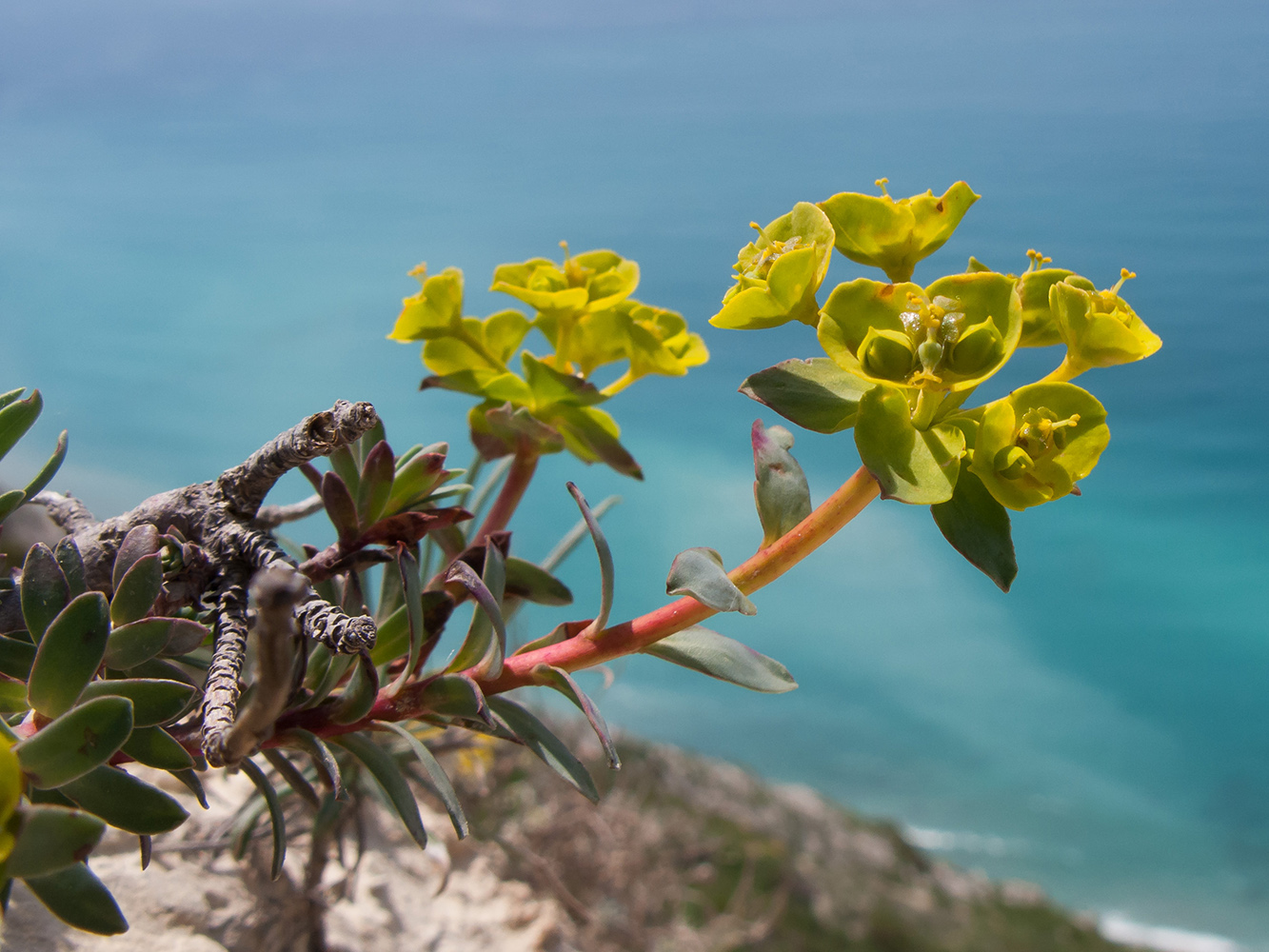 Image of Euphorbia petrophila specimen.