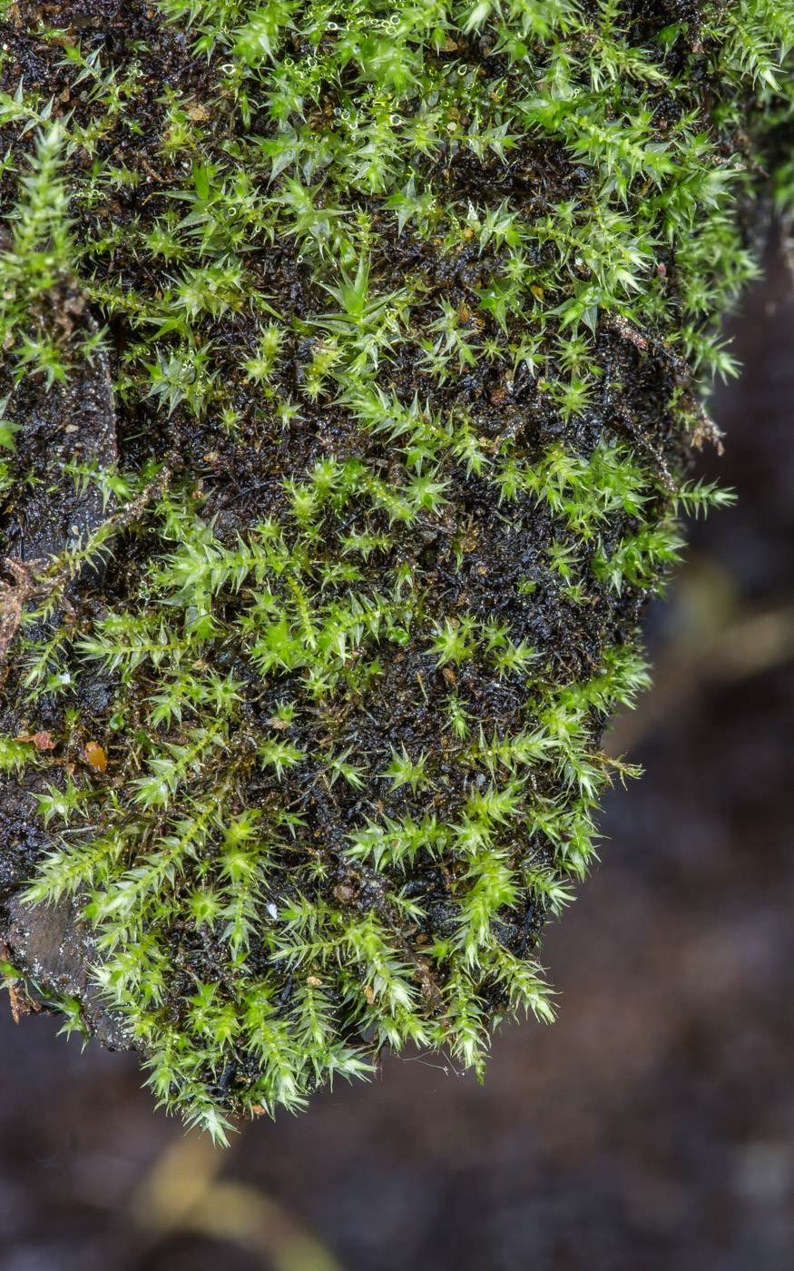 Изображение особи Hygroamblystegium varium.