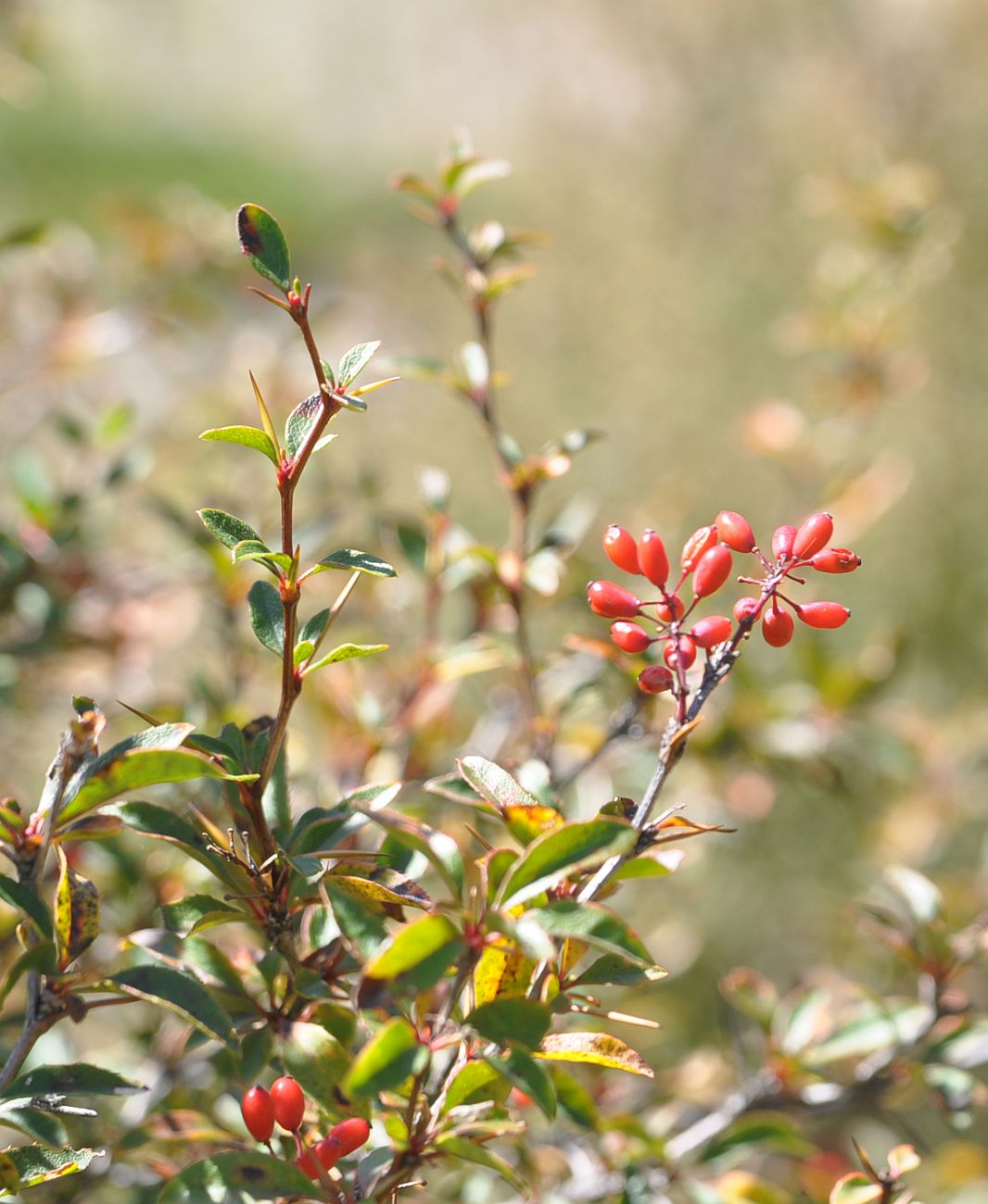 Изображение особи Berberis orientalis.