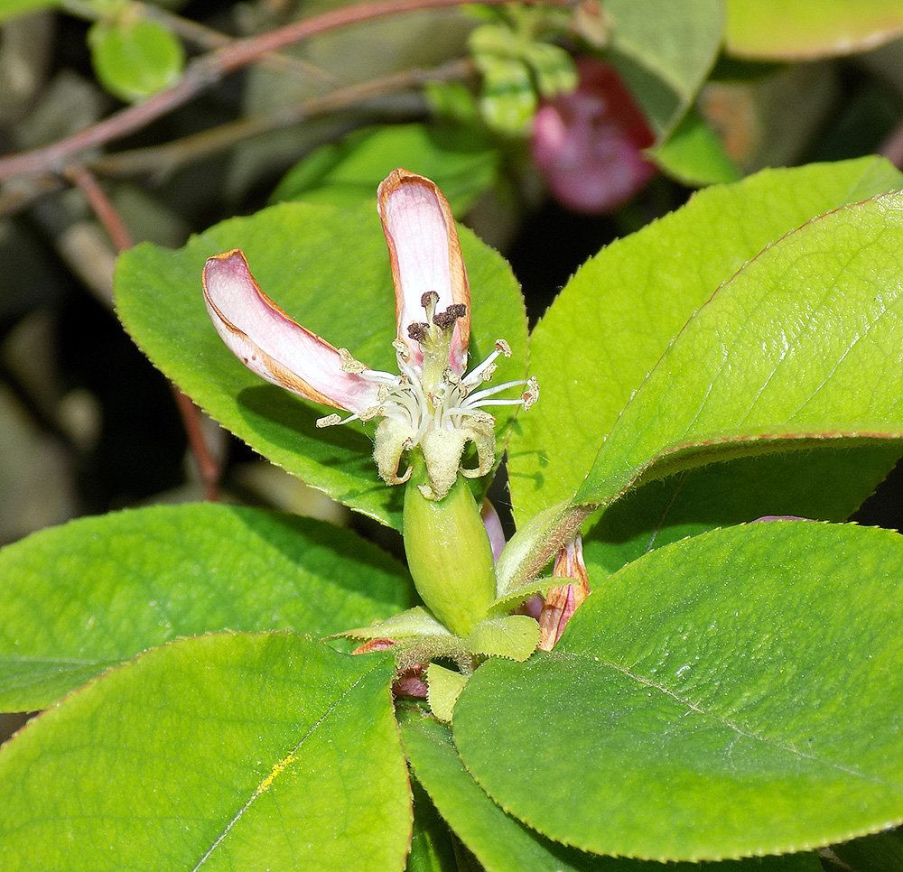 Изображение особи Pseudocydonia sinensis.