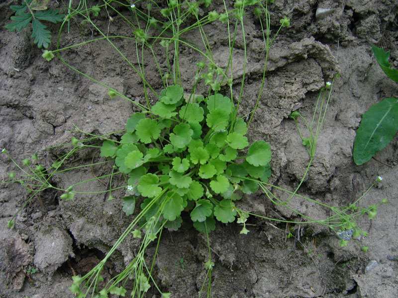Image of Androsace gmelinii specimen.