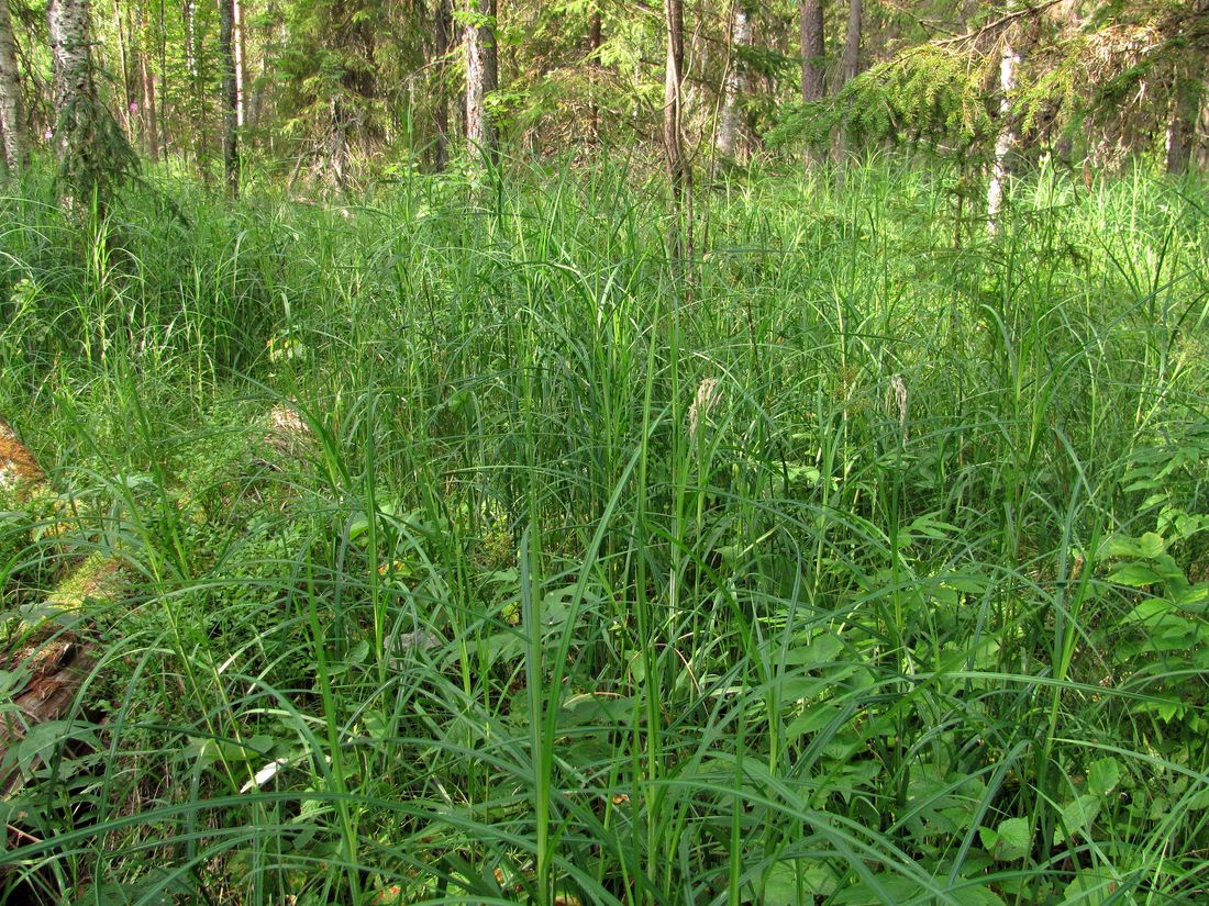 Image of Carex atherodes specimen.