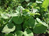 Phlomoides oreophila