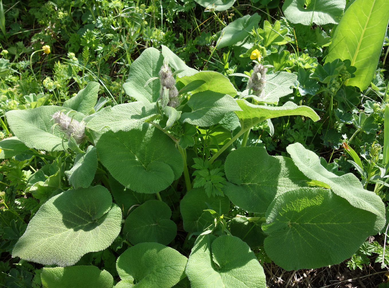 Image of Phlomoides oreophila specimen.