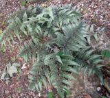 Athyrium niponicum. Вегетирующие растения (культивар). Тверская обл., г. Тверь, Заволжский р-н, ботанический сад ТвГУ, в культуре. 2 июня 2019 г.