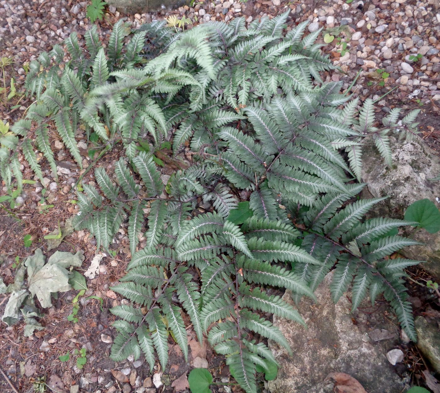 Image of Athyrium niponicum specimen.